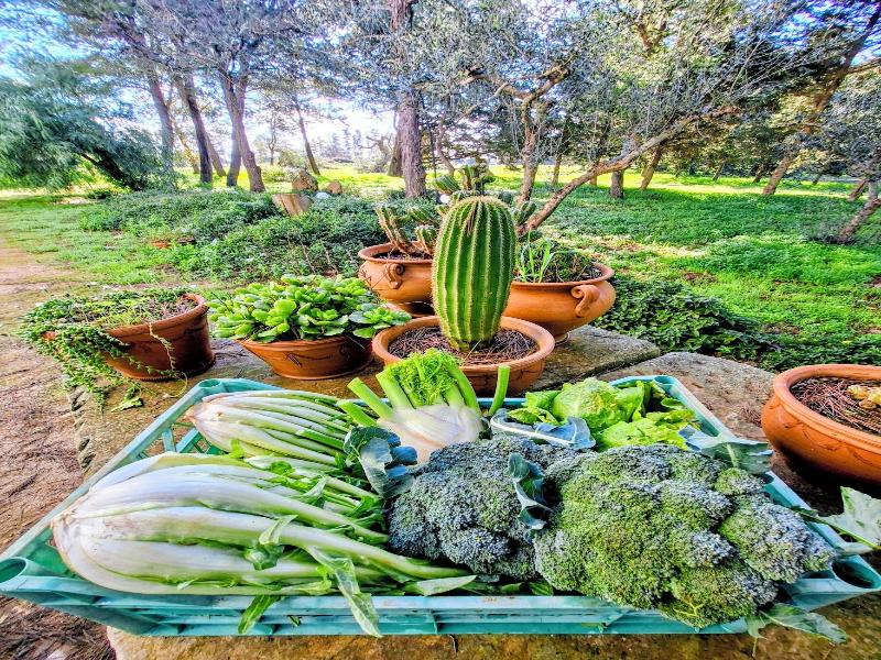 Masseria Fracchicchi image