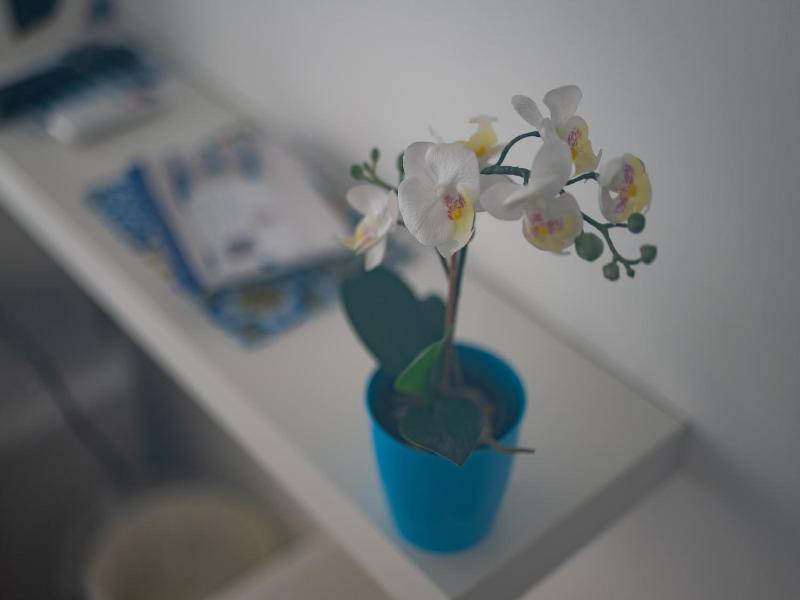 B&B Orchidea image