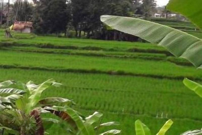 Nirwa Ubud Homestay image