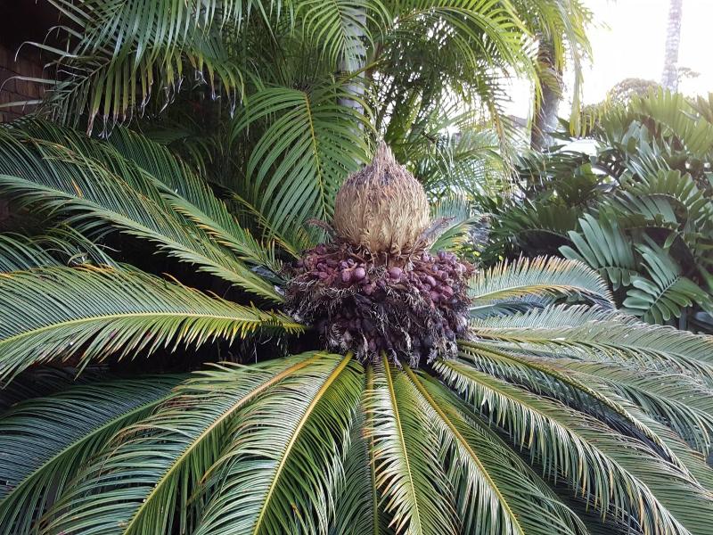 Ballina Palms Boutique Motel image