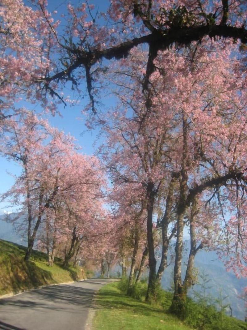Juniper Residency image