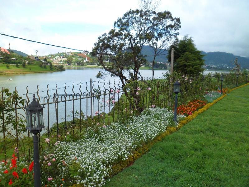 Tea Plant Nuwara Eliya