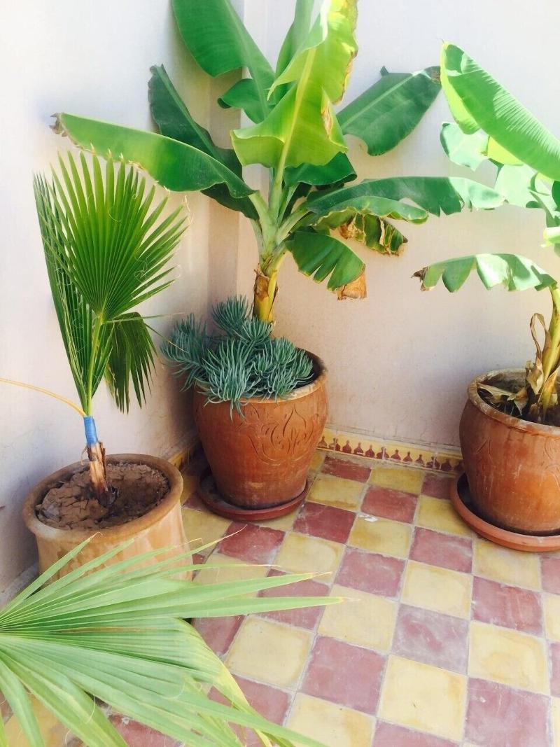 Riad Haylana image