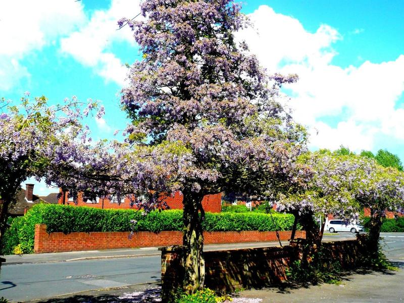 Malvern House image