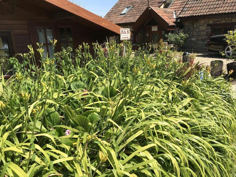Bridge Farm Guesthouse image