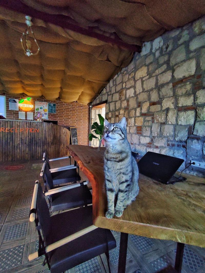 Satsuma Butik Otel image