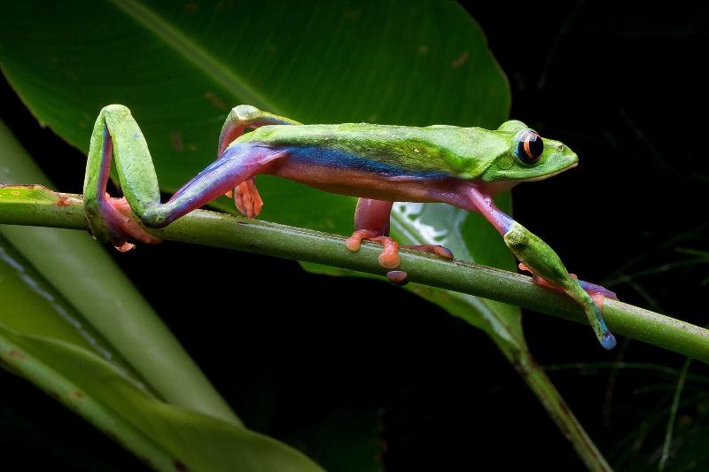 Monteverde Lodge & Gardens image
