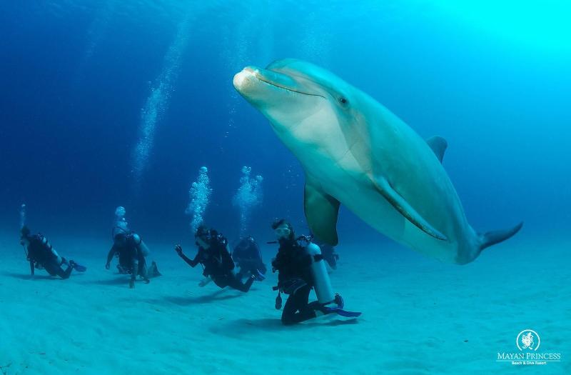 Mayan Princess Beach & Dive Resort - All Inclusive image
