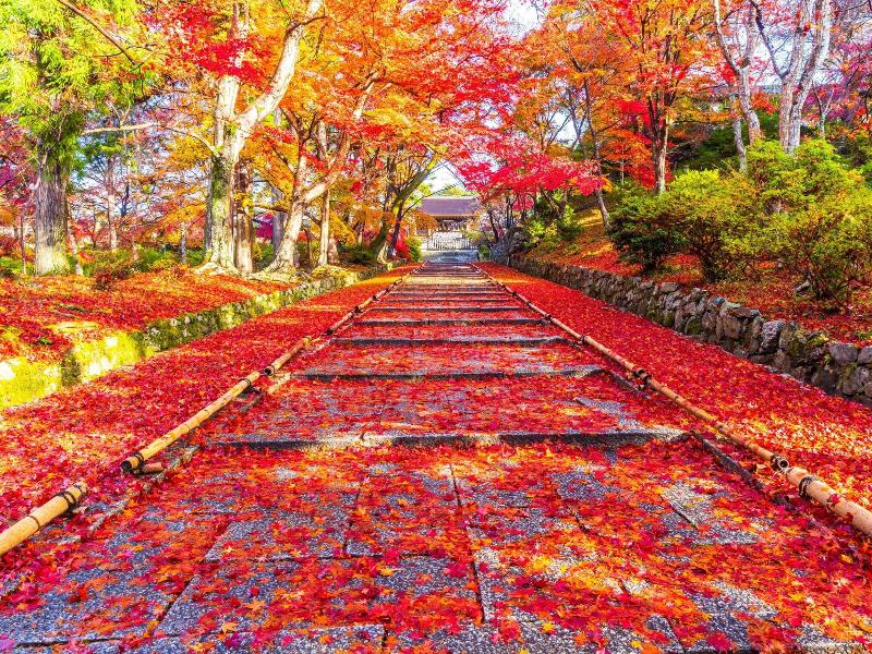 Eph Kyoto image
