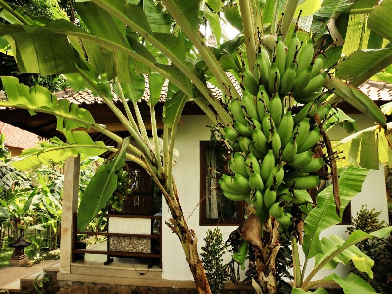Bali Dream House image