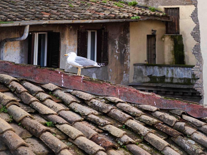 Casa de' Fiori Biscione image