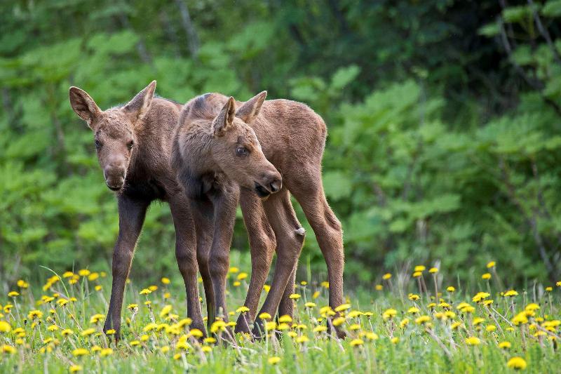 Wedgewood Resort