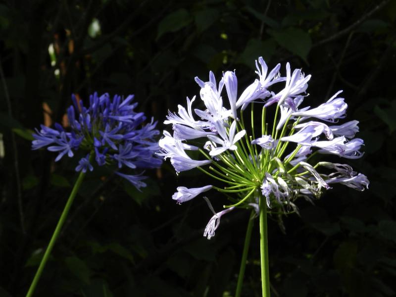 Recanto Das Araucarias image