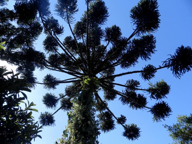 Recanto Das Araucarias image