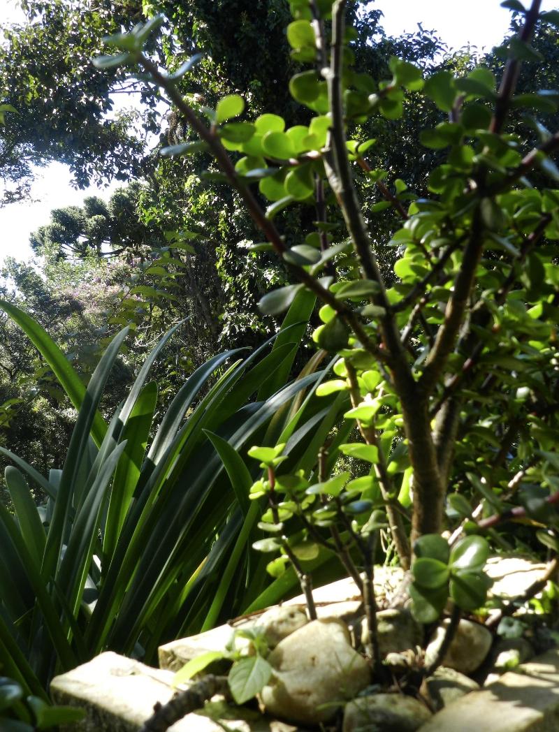 Recanto Das Araucarias image
