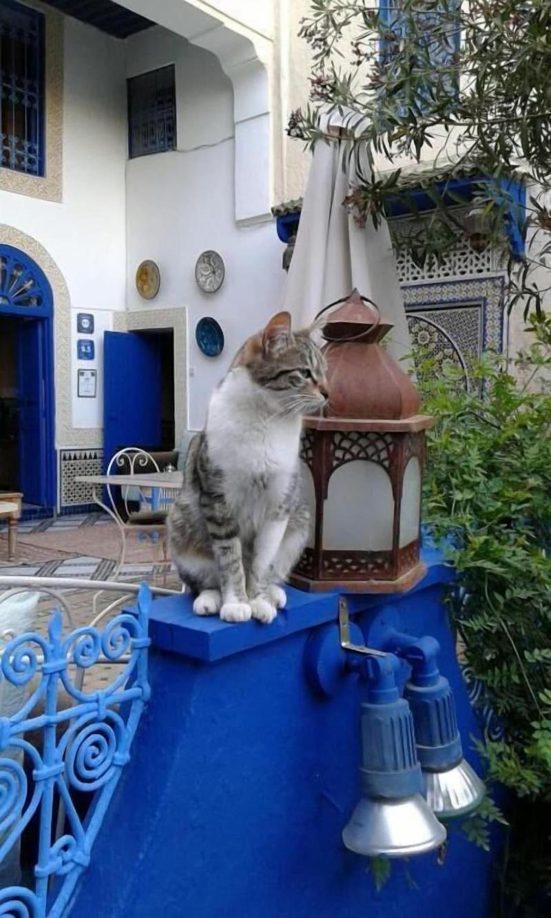 Riad Jean Claude 2