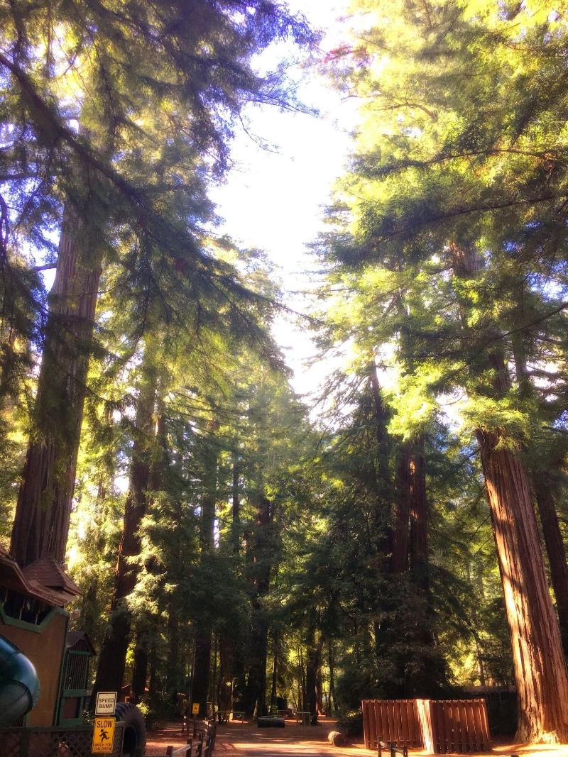 Redwoods River Resort image