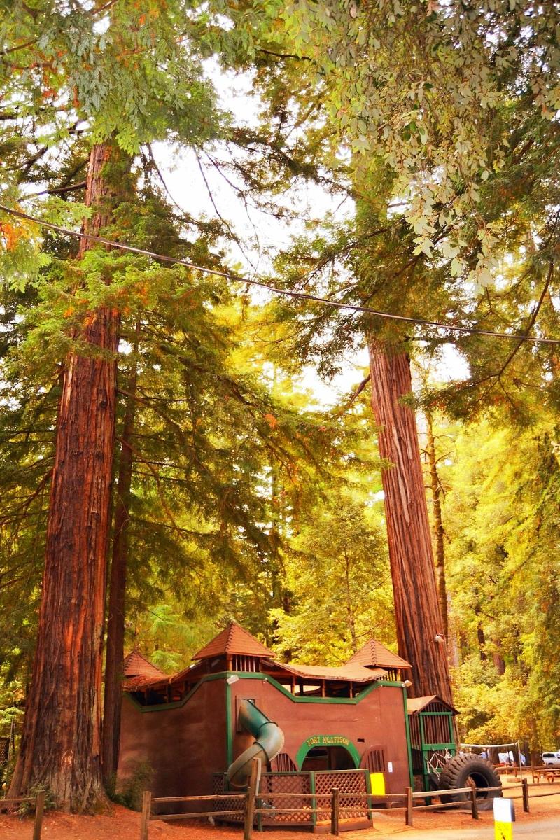 Redwoods River Resort image