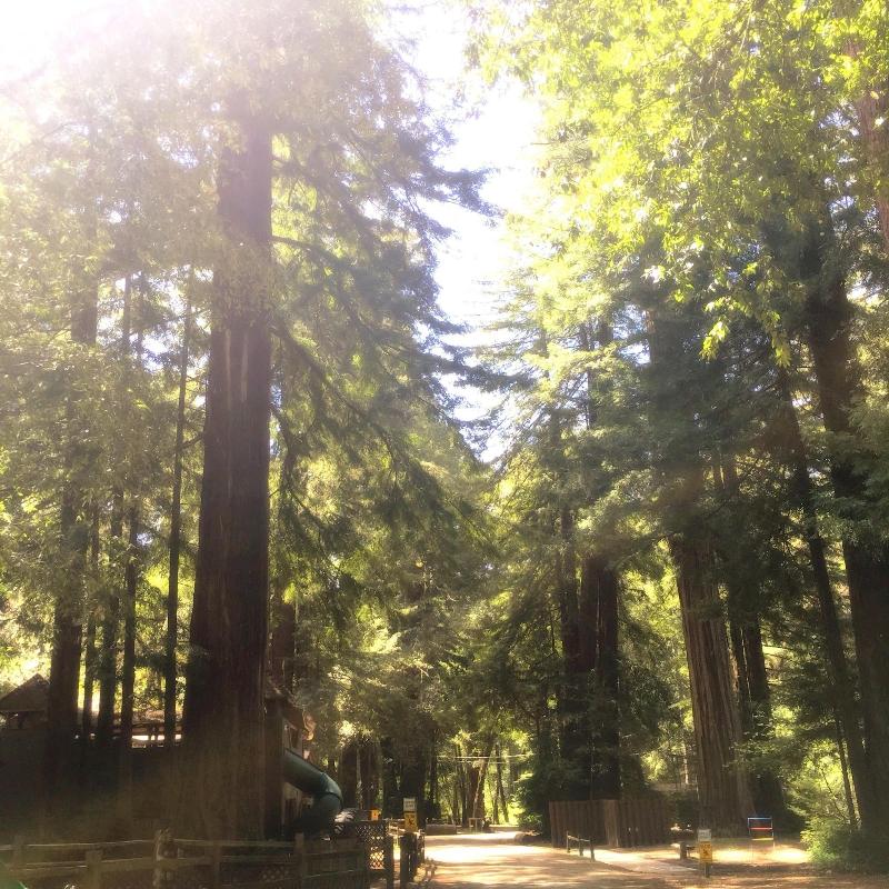 Redwoods River Resort image
