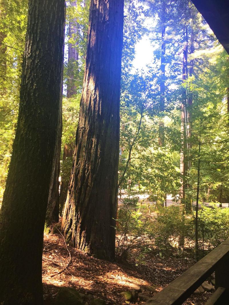 Redwoods River Resort image