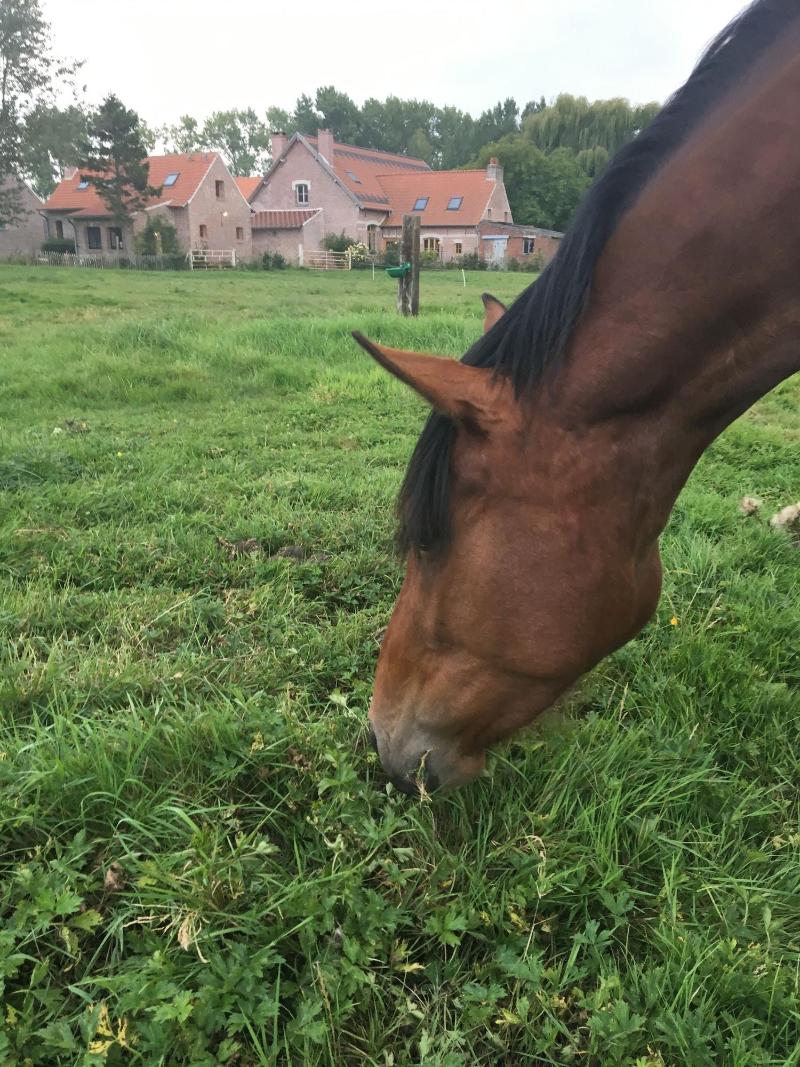 Paardenhof Guesthouse image
