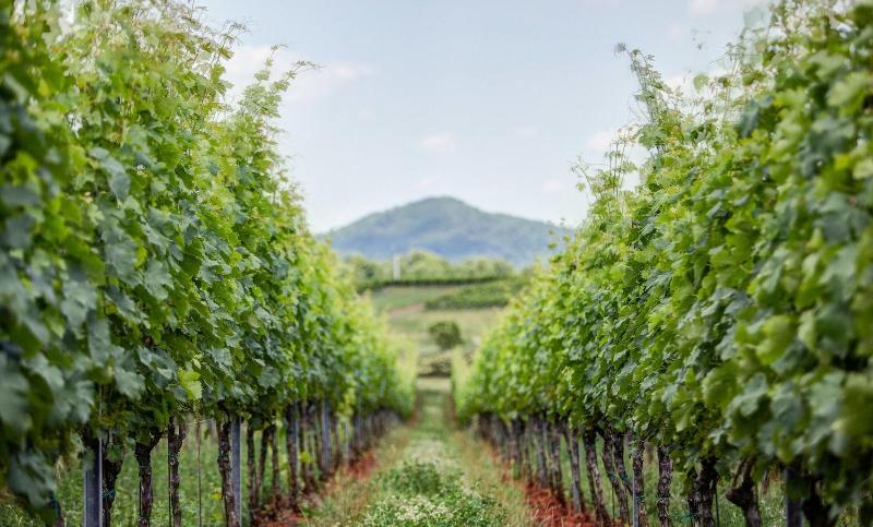Graves Mountain Farm & Lodges image
