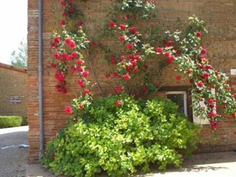 Le Platane image
