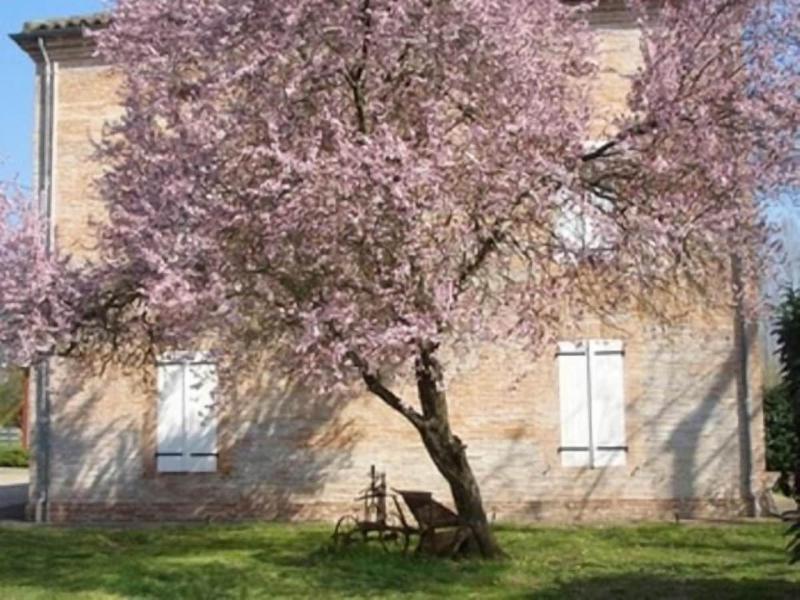 Le Platane image