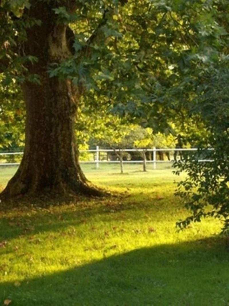 Le Platane image