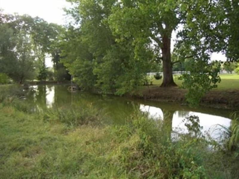 Le Platane image