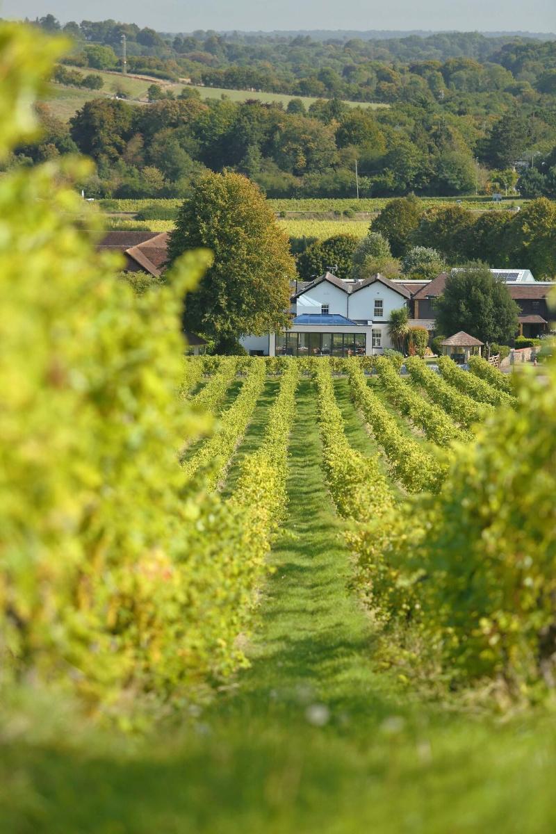 Denbies Vineyard Hotel image
