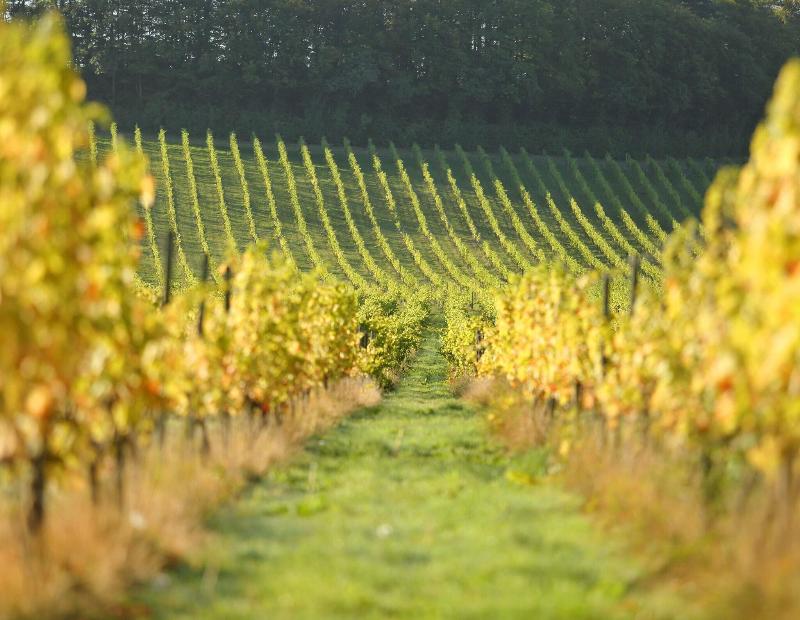 Denbies Vineyard Hotel image