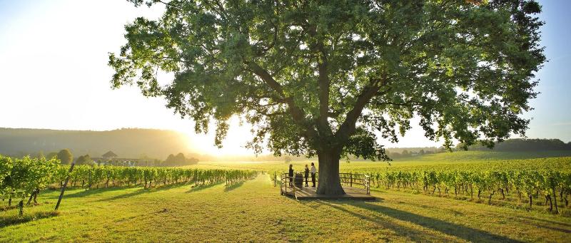 Denbies Vineyard Hotel image