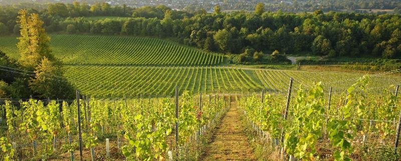 Denbies Vineyard Hotel image
