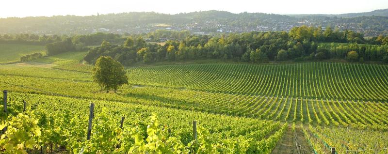 Denbies Vineyard Hotel image