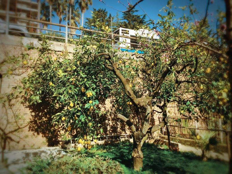 Aloha House image