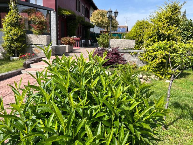 Villa Rosy B&B image