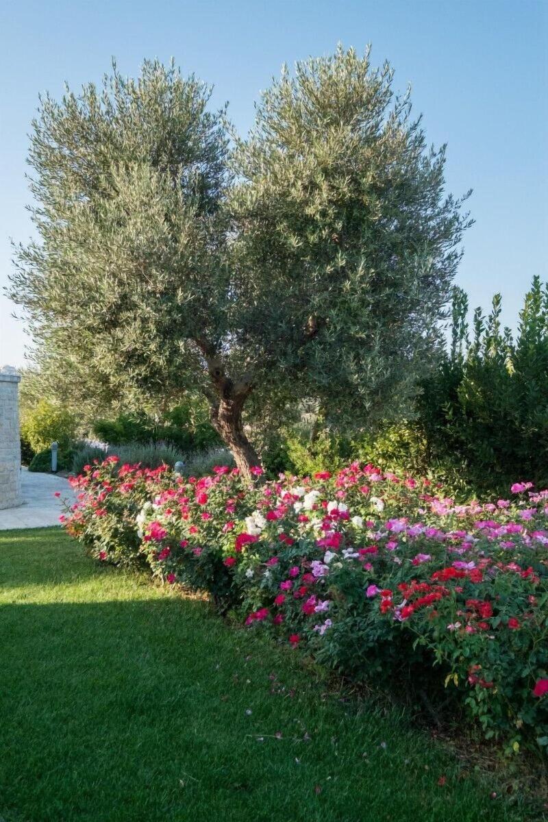 Tenuta Odegitria image