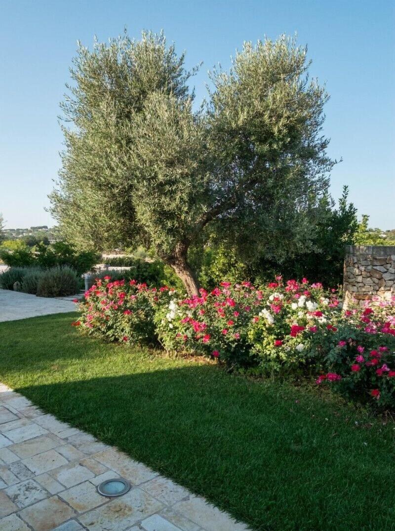Tenuta Odegitria image