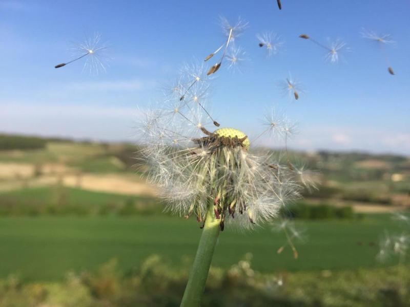 Cascina Vicentini image