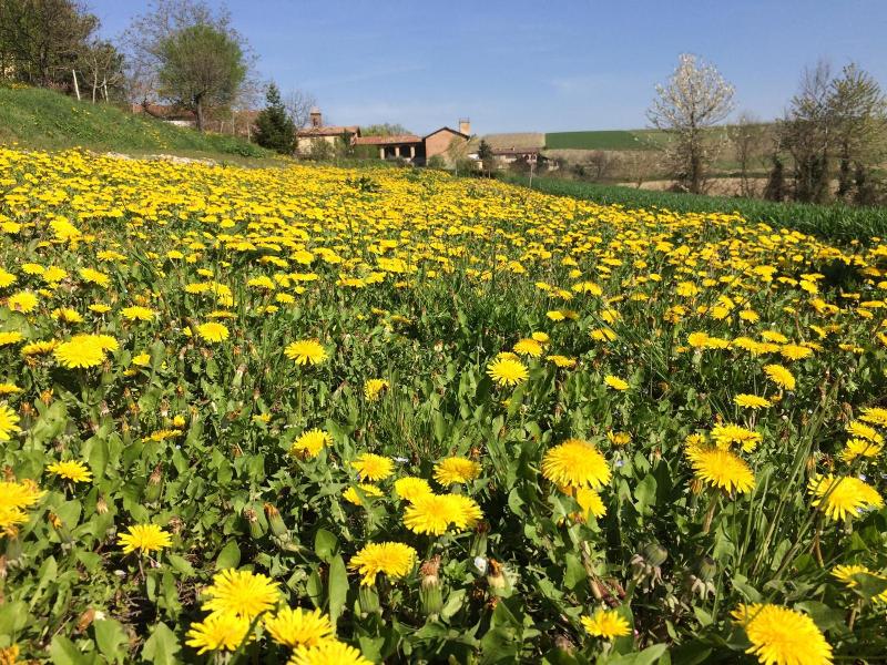 Cascina Vicentini image