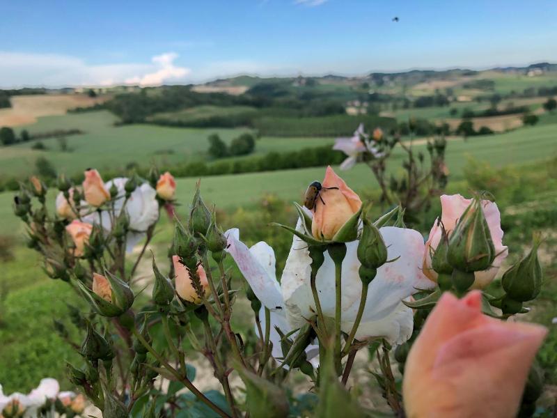 Cascina Vicentini image