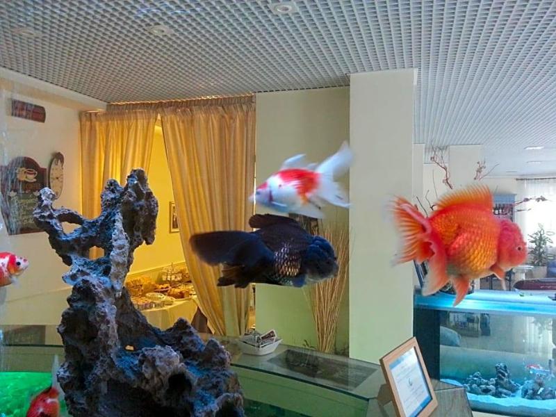 Hotel Il Gatto image
