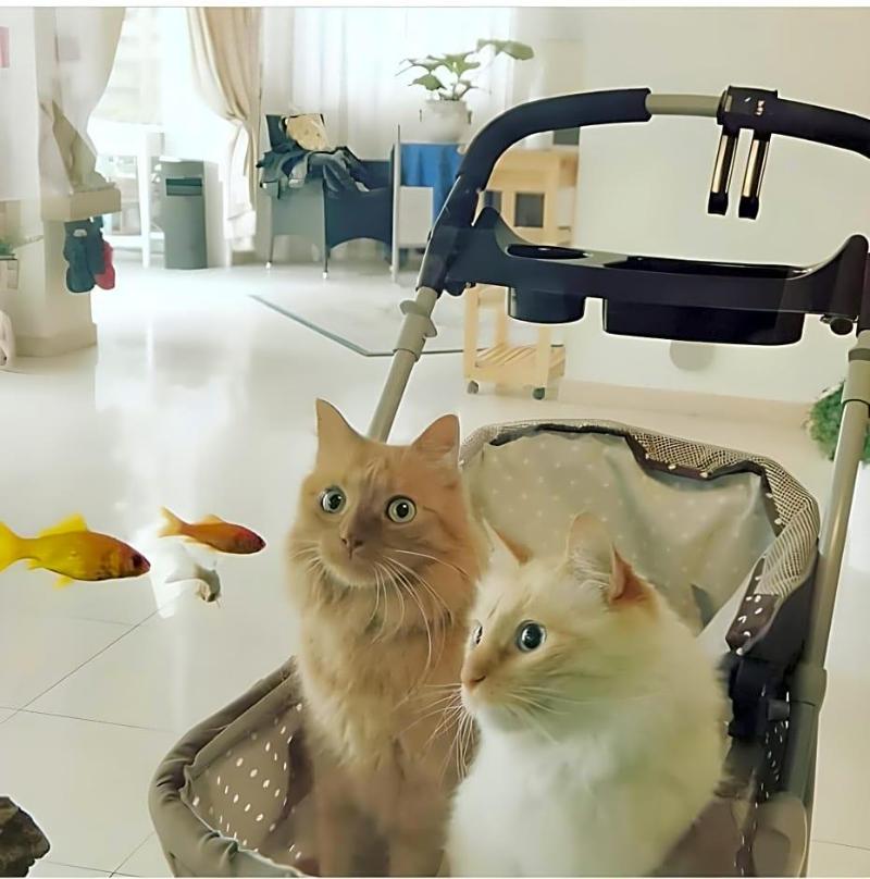 Hotel Il Gatto image