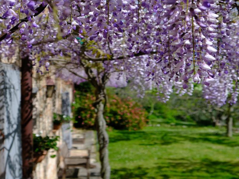 Il Casale Del Duca image