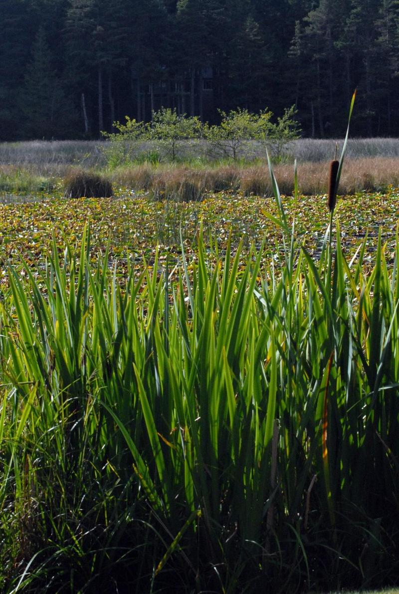 Otters Pond Bed & Breakfast image