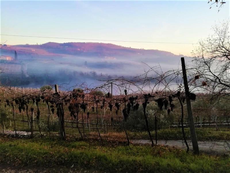 Arco di Vino - Tourist Location image