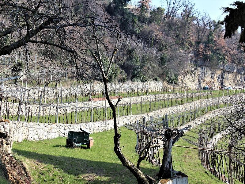 Arco di Vino - Tourist Location image