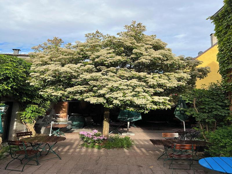 Hotel Restaurant Kaiserstuehler Hof image