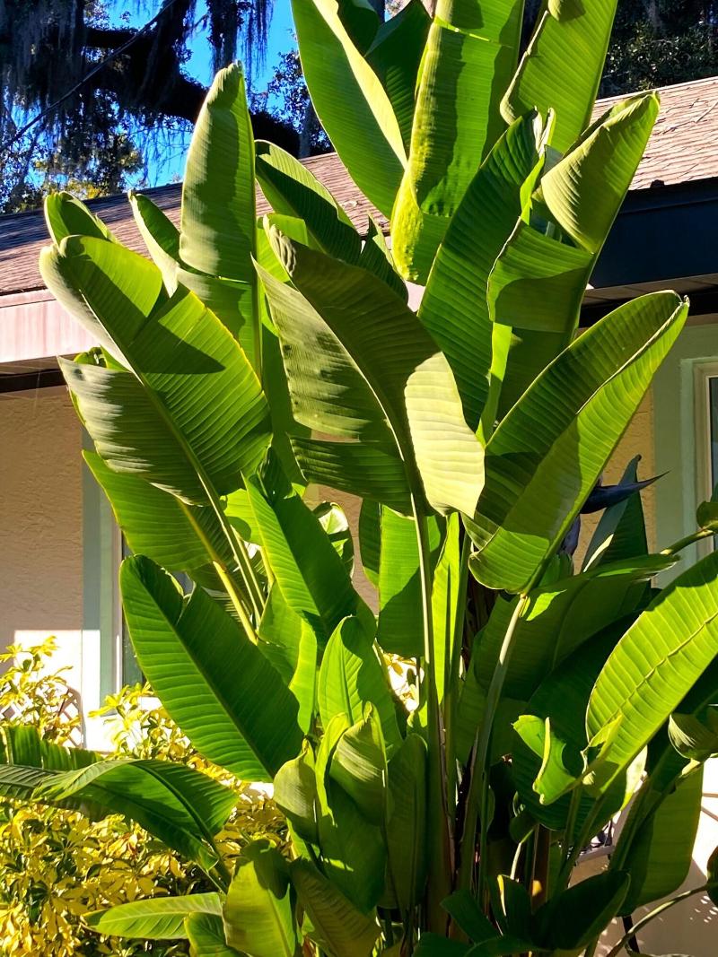 Retreat At Crystal Manatee — foto 5
